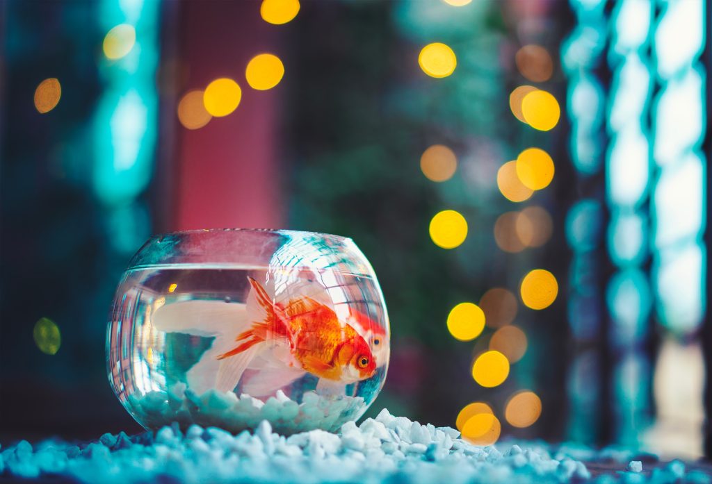 Goldfish swims in fishbowl with colourful lights behind